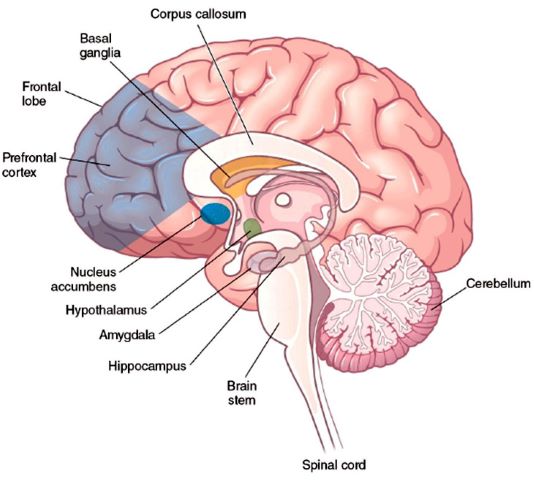 Brain